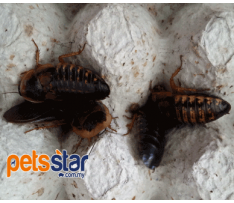 Blaptica Dubia Roaches