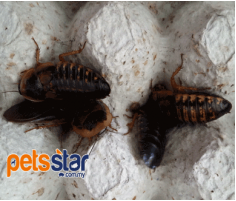 Blaptica Dubia Roaches Blaptica Dubia Roaches