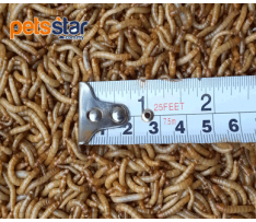 Mealworm