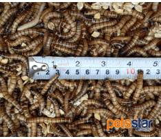 Superworm