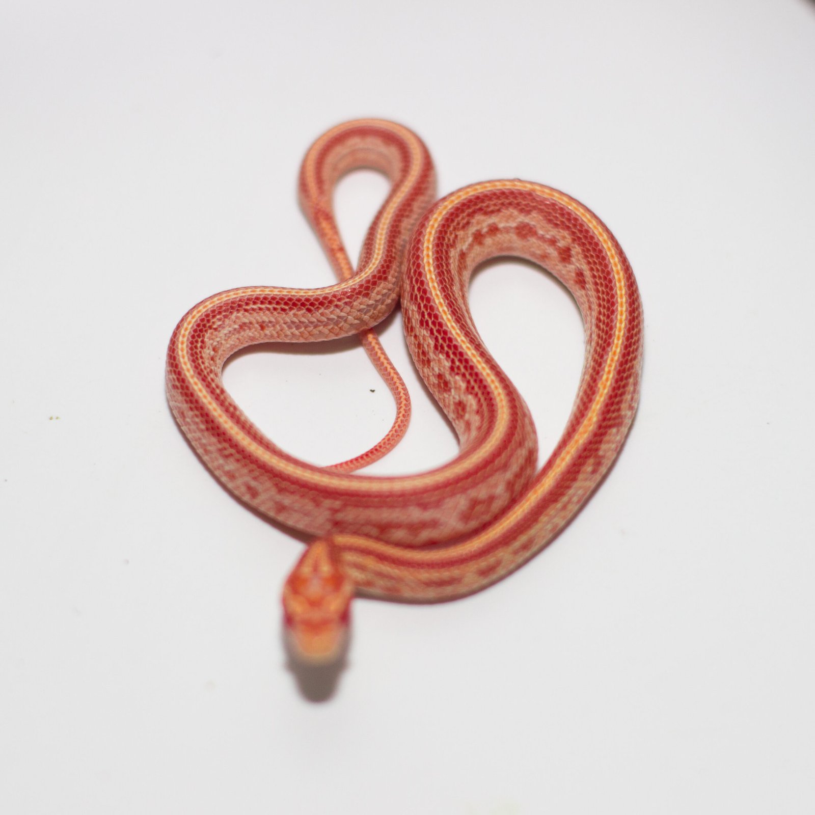anery tessera corn snake