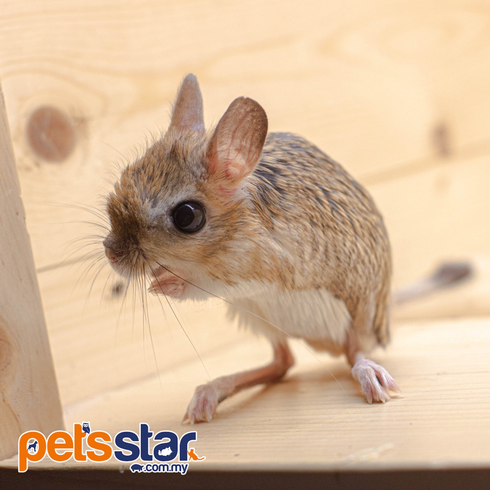 The greater Egyptian jerboa - Pets Star