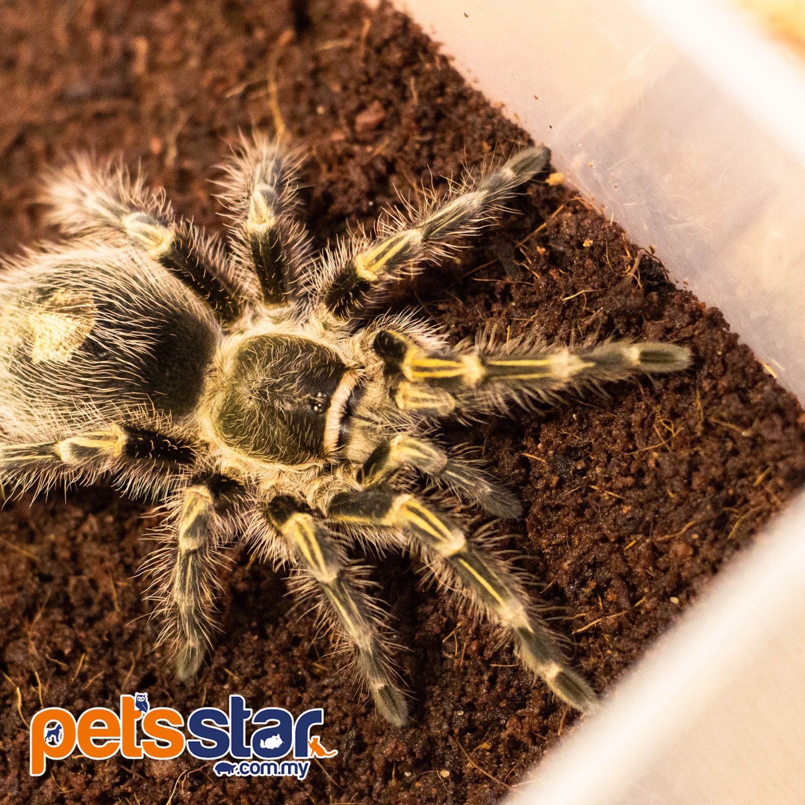 The Chaco Golden Knee Tarantula For Sale Malaysia Pets Star