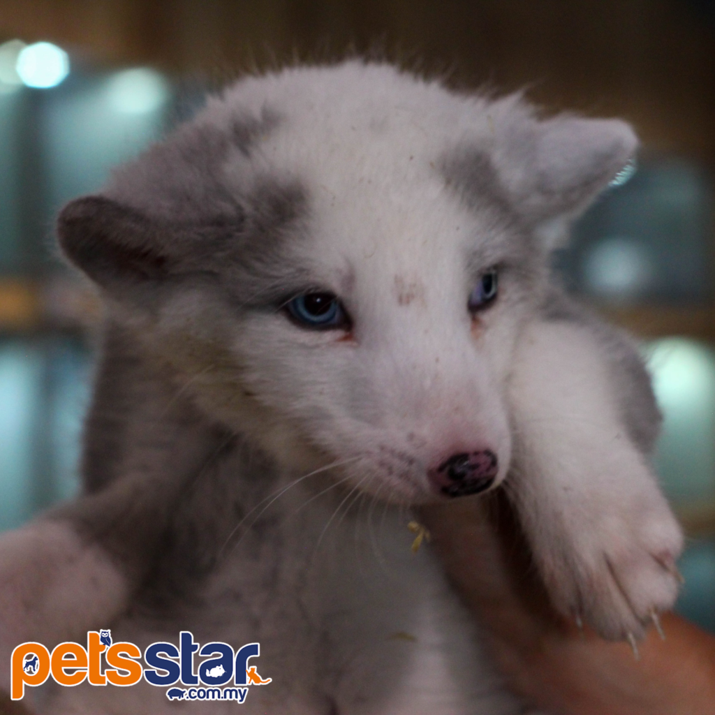 NEW TIK TOK VIDEO Pet Industry Pets Star