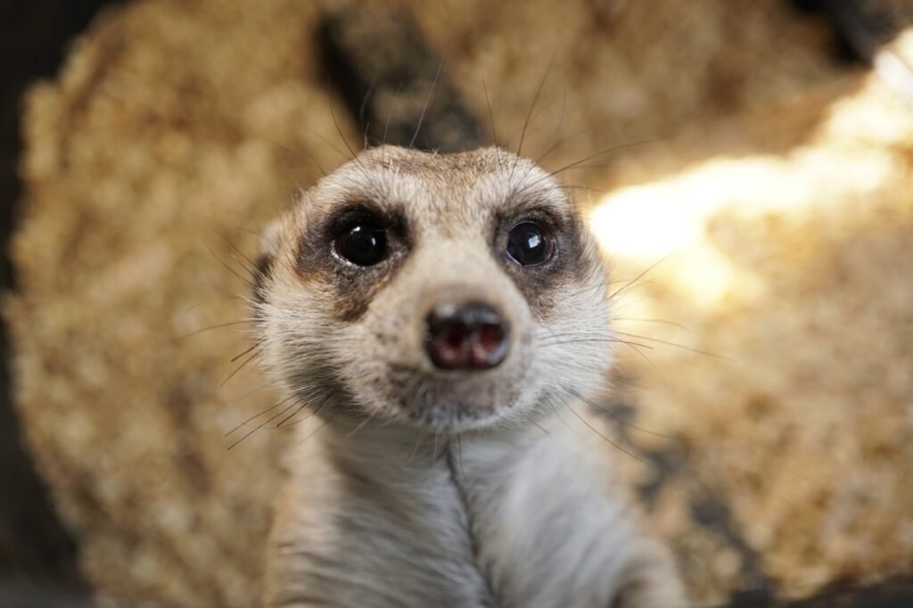 Meerkat