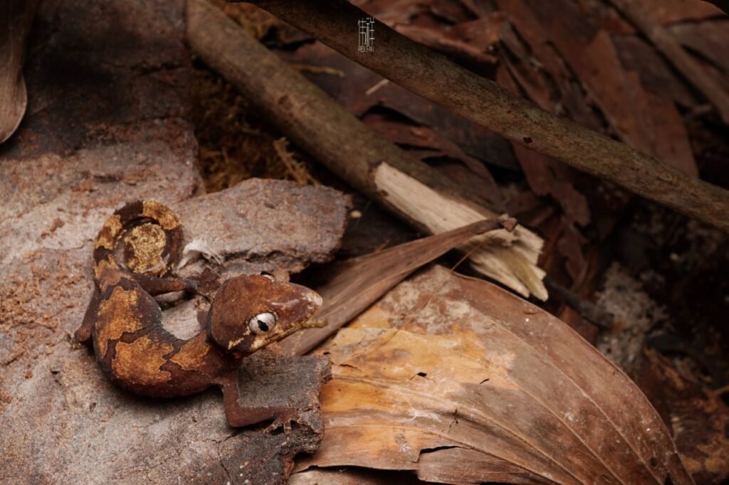 white-eye-gecko-malaysia